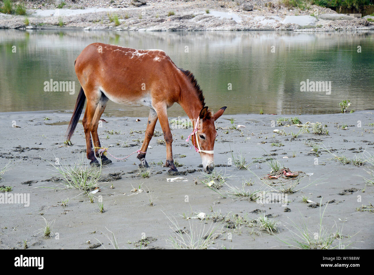 Mule mange de l'herbe sur les bords de la rivière Banque D'Images