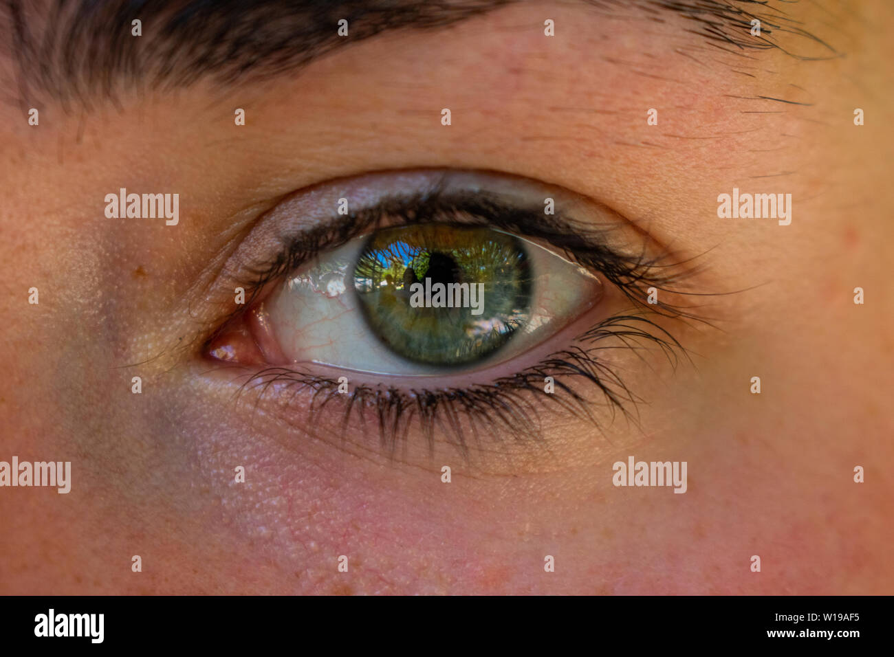 Les yeux verts d'une femme Banque D'Images