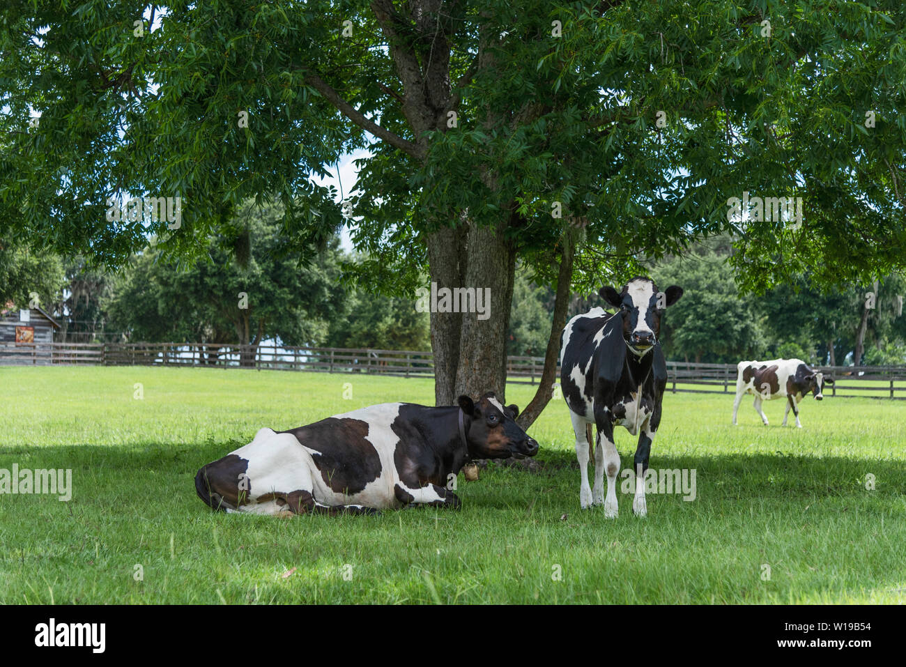 Les terres agricoles en noir & blanc sous l'ombre des vaches en arbre Weirsdale, Florida USA Banque D'Images