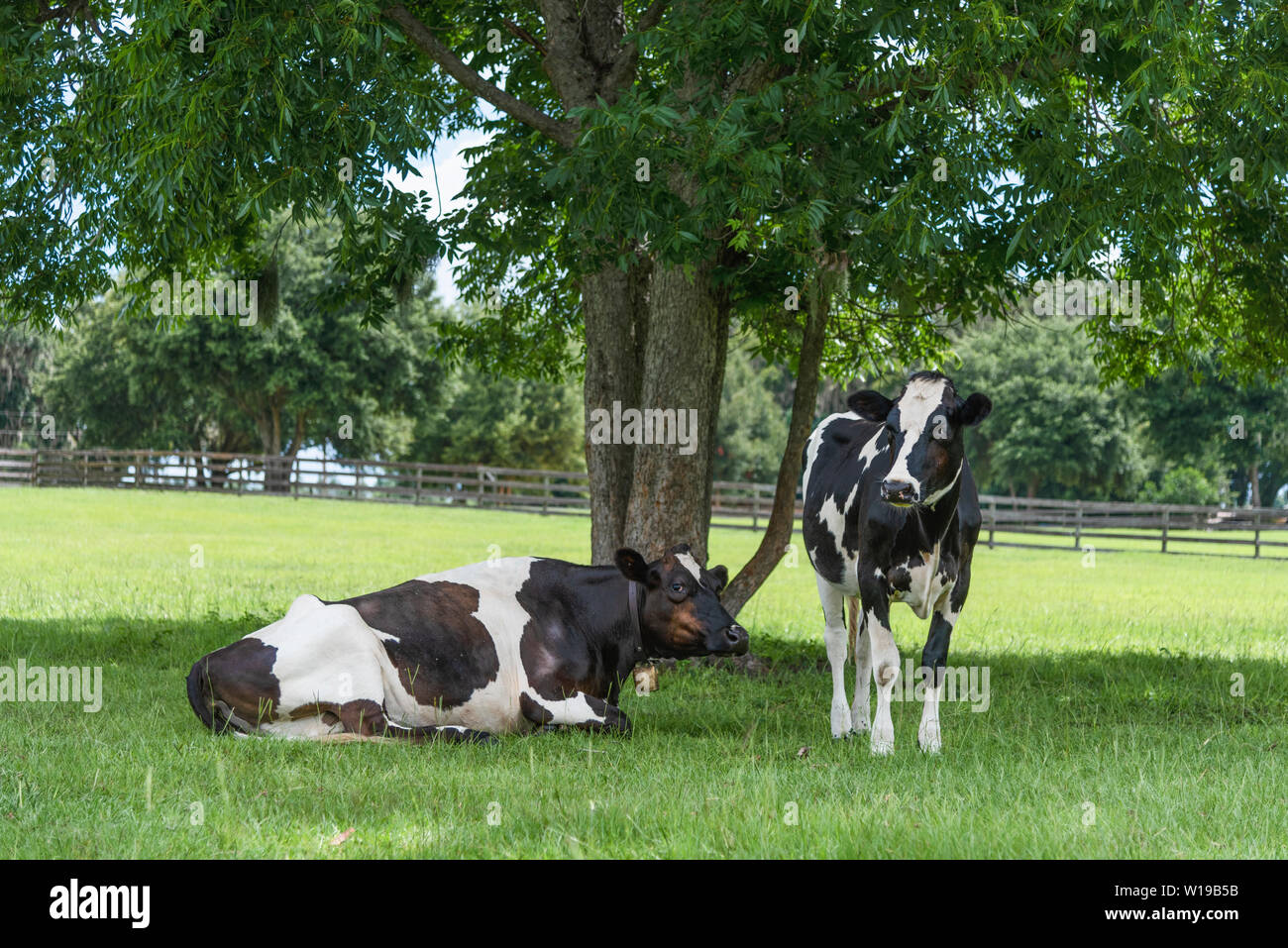 Les terres agricoles en noir & blanc sous l'ombre des vaches en arbre Weirsdale, Florida USA Banque D'Images