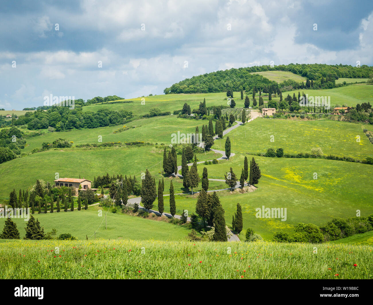 Cypress road près de petit village de Monticchiello, Toscane, Italie Banque D'Images