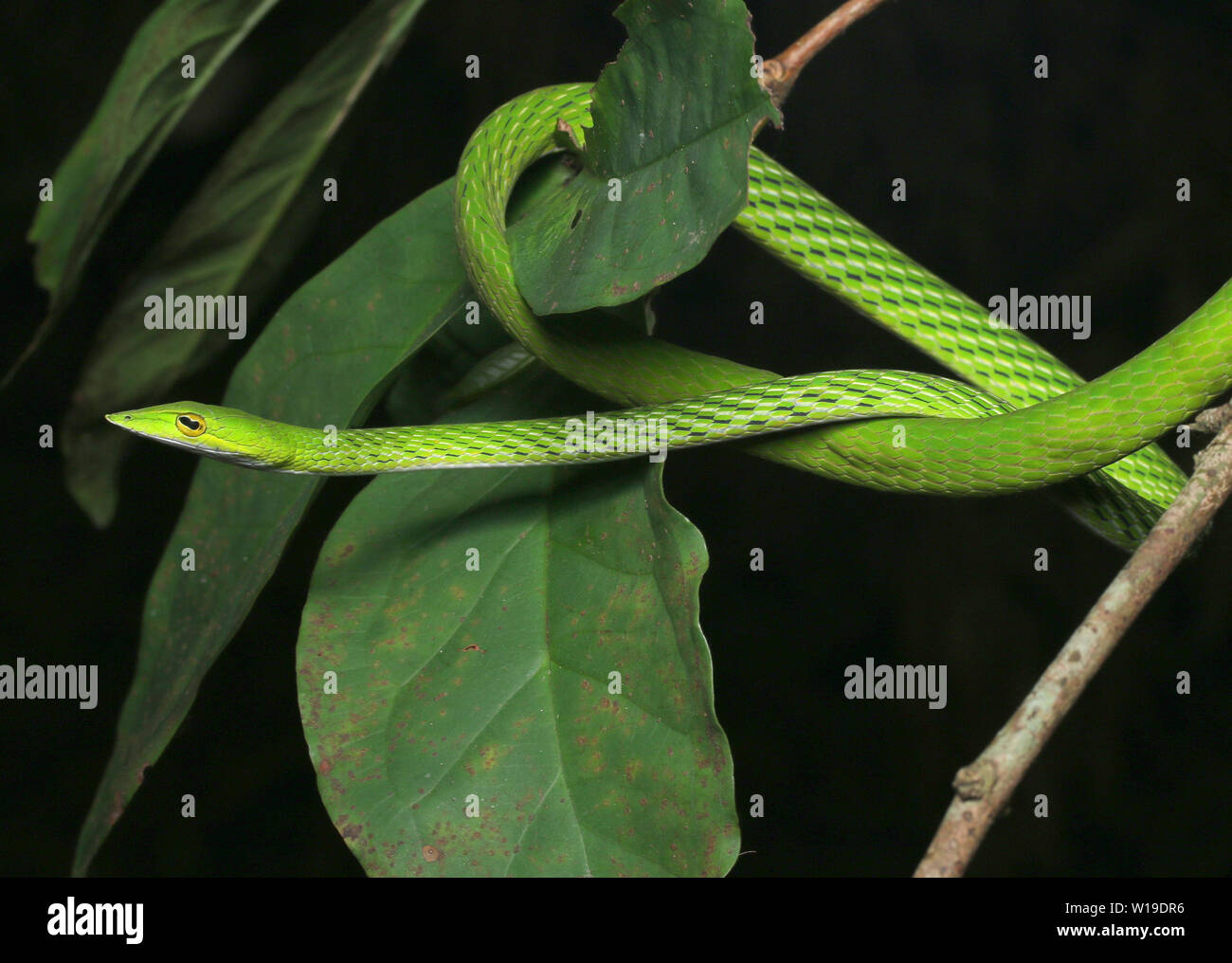Serpent de vigne commune, whip bec long serpent, Banque D'Images