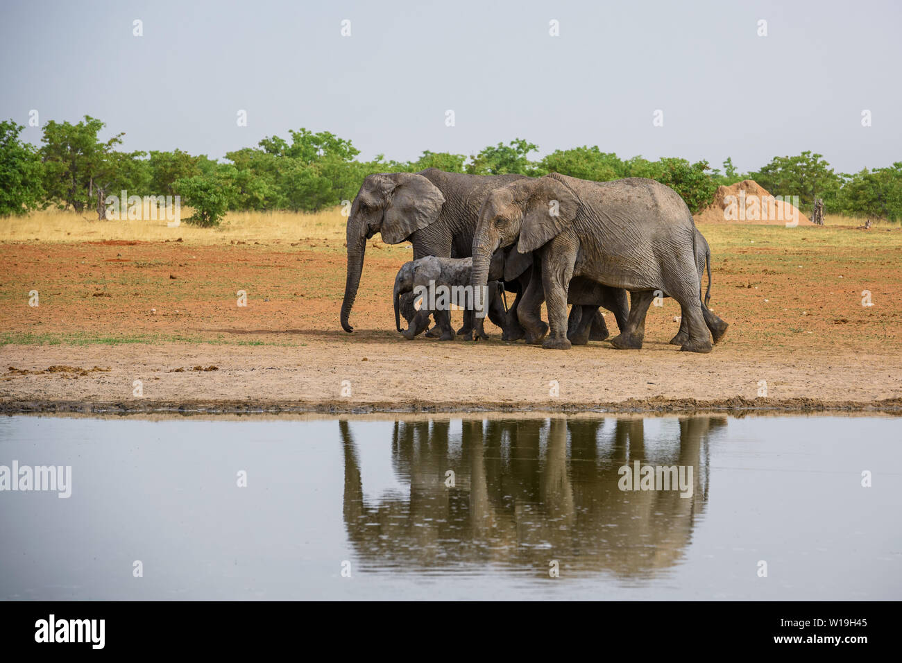Bush africain Elephant - Loxodonta africana, membre emblématique de l'Afrique de cinq grands, Safari dans le parc d'Etosha, Namibie. Banque D'Images