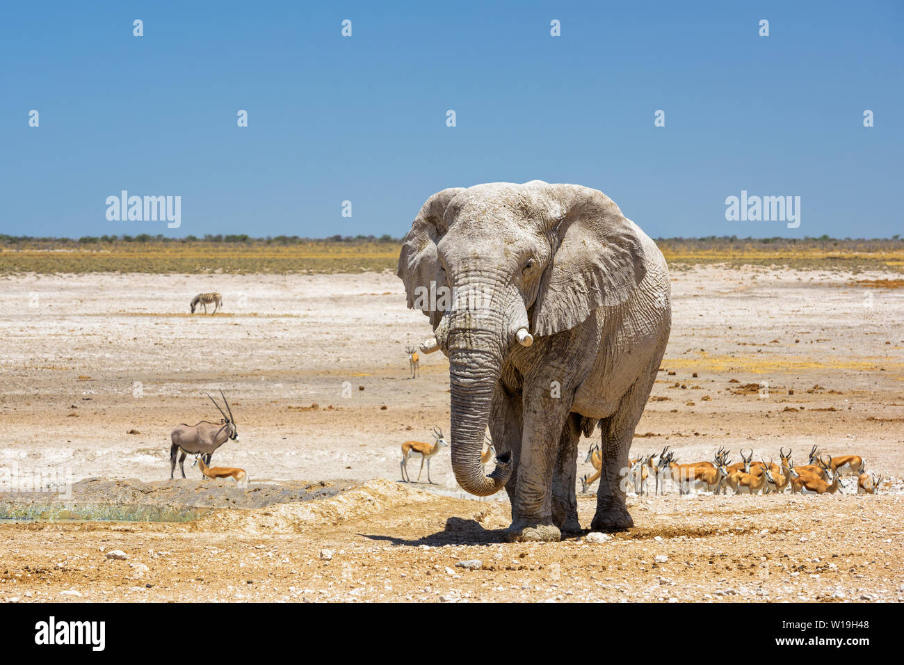 Bush africain Elephant - Loxodonta africana, membre emblématique de l'Afrique de cinq grands, Safari dans le parc d'Etosha, Namibie. Banque D'Images