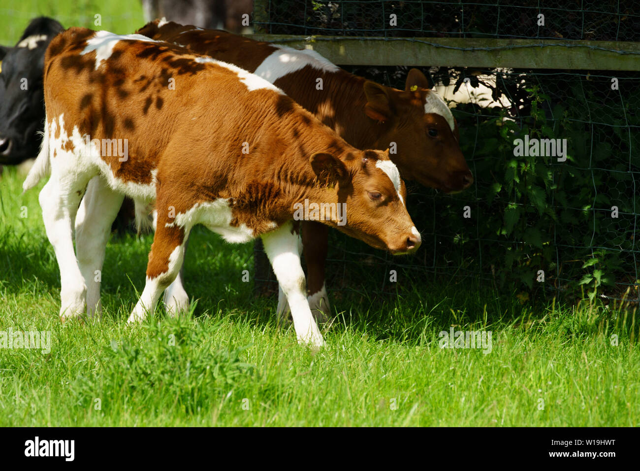 Calf brun et blanc marchant dans un champ. Banque D'Images
