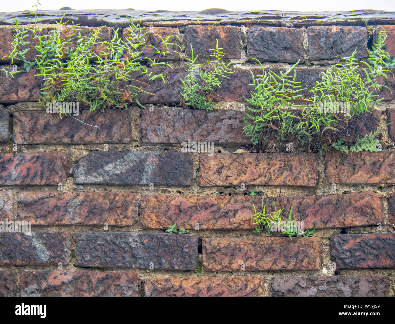 Les mauvaises herbes qui poussent sur le mortier dans un mur de briques. Banque D'Images