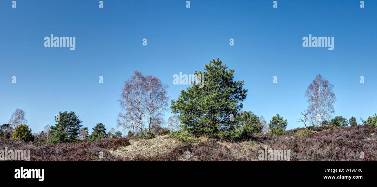 Printemps dans la lande de Lüneburg. Les premiers bourgeons apparaissent sur les arbres et les oiseaux reviennent. La bruyère s'éveille à une vie nouvelle et se montre dans une nouvelle robe. Banque D'Images