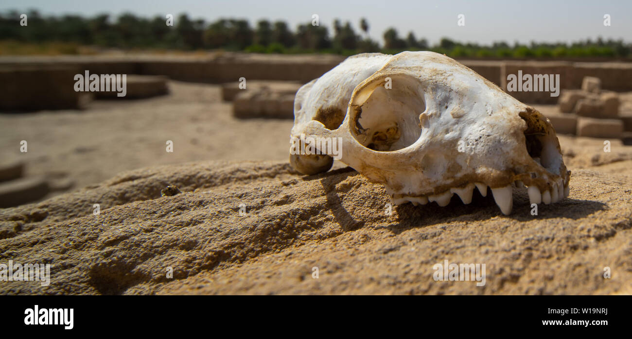 Crâne d'un prédateur sur un rocher dans le désert- Banque D'Images