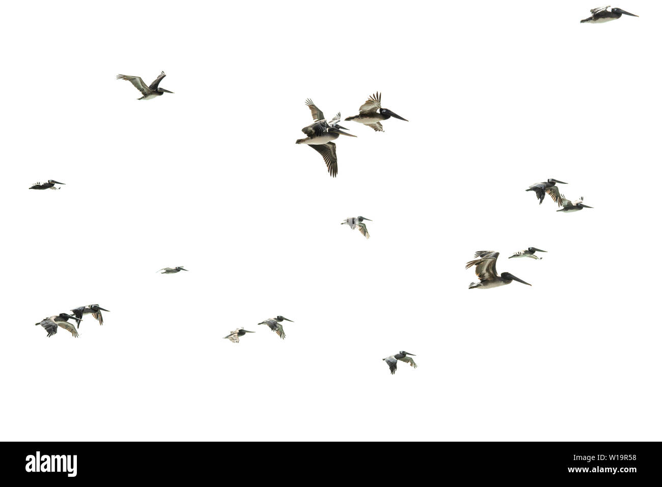Troupeau d'oiseaux. Pélicans battant contre fond blanc Banque D'Images