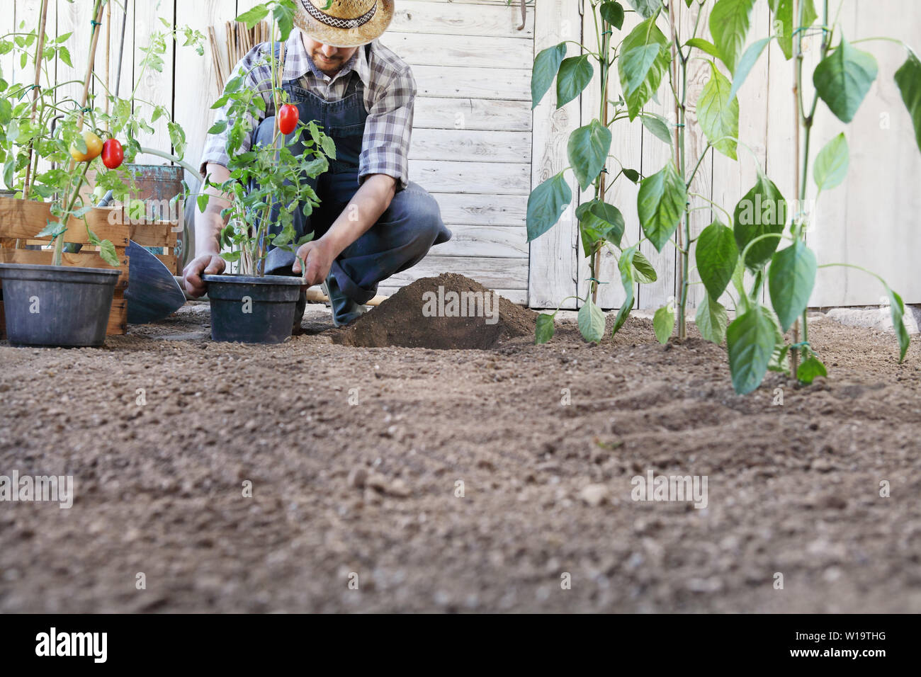 Planter des tomates fraîches de l'homme les pots dans le sol du potager, travaux publics pour se développer et produire plus, image with copy space Banque D'Images