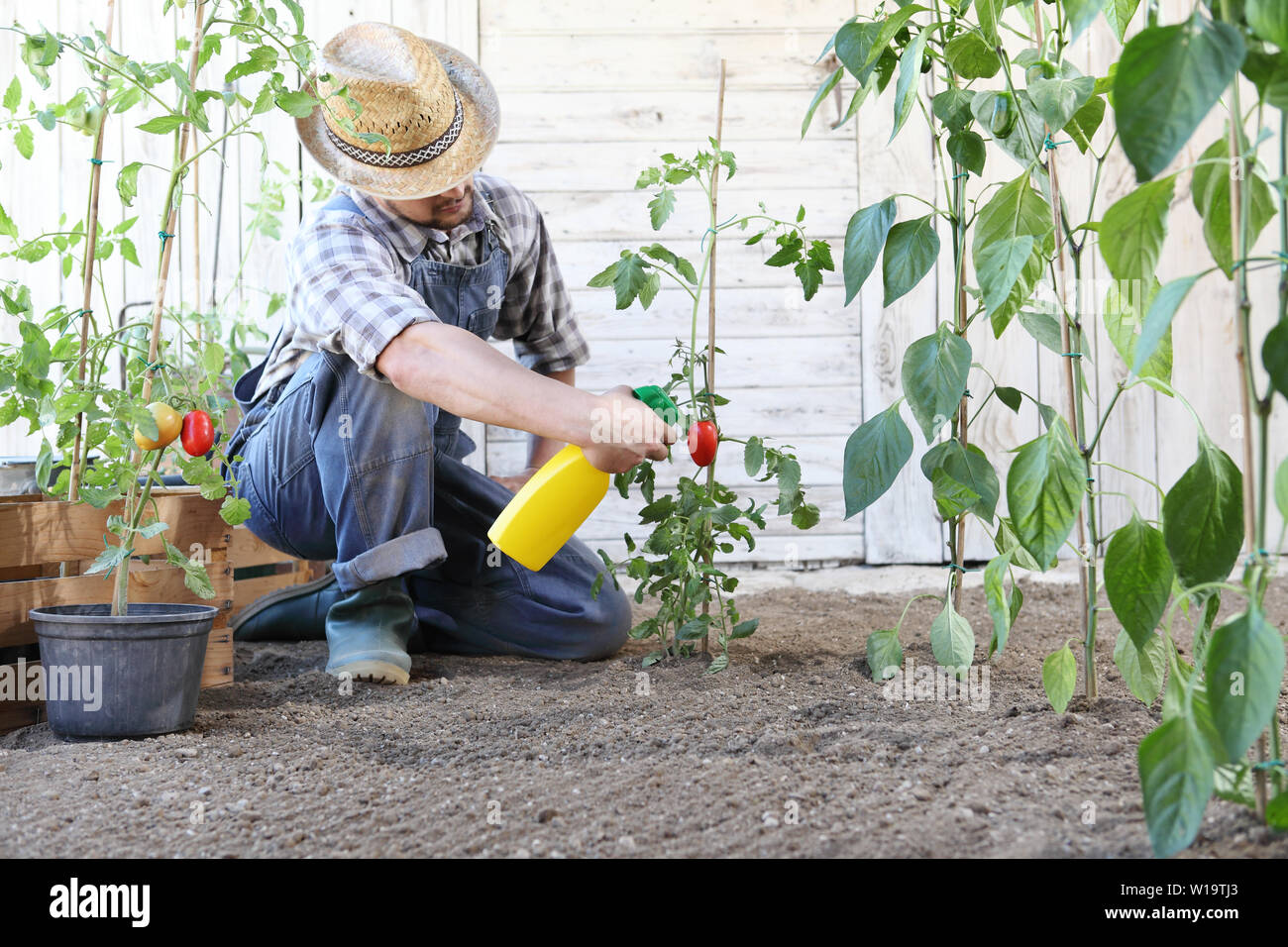 Dans l'homme potager pesticides sprays sur feuilles de plants de tomates, de soins de plantes pour la croissance concept Banque D'Images
