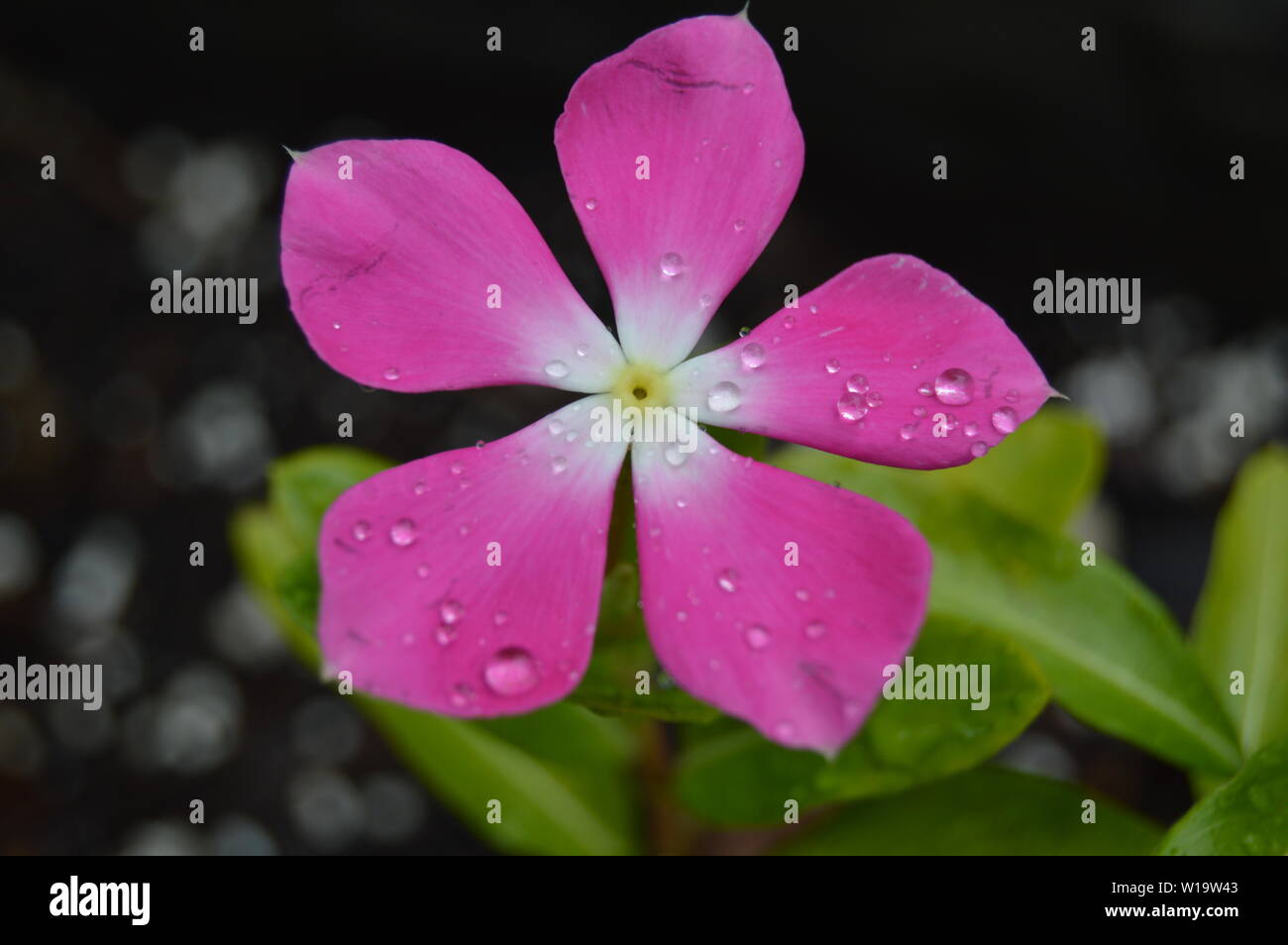 Close up of pink and white summer Vinca plante dans un lit de fleur Banque D'Images