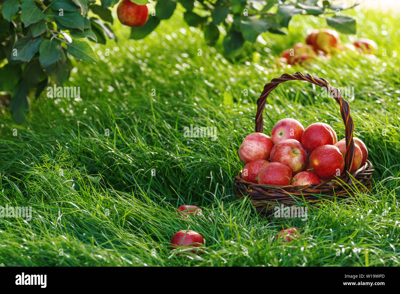 La récolte. Pommes dans un panier et sur l'herbe sous les branches d'un pommier. Banque D'Images