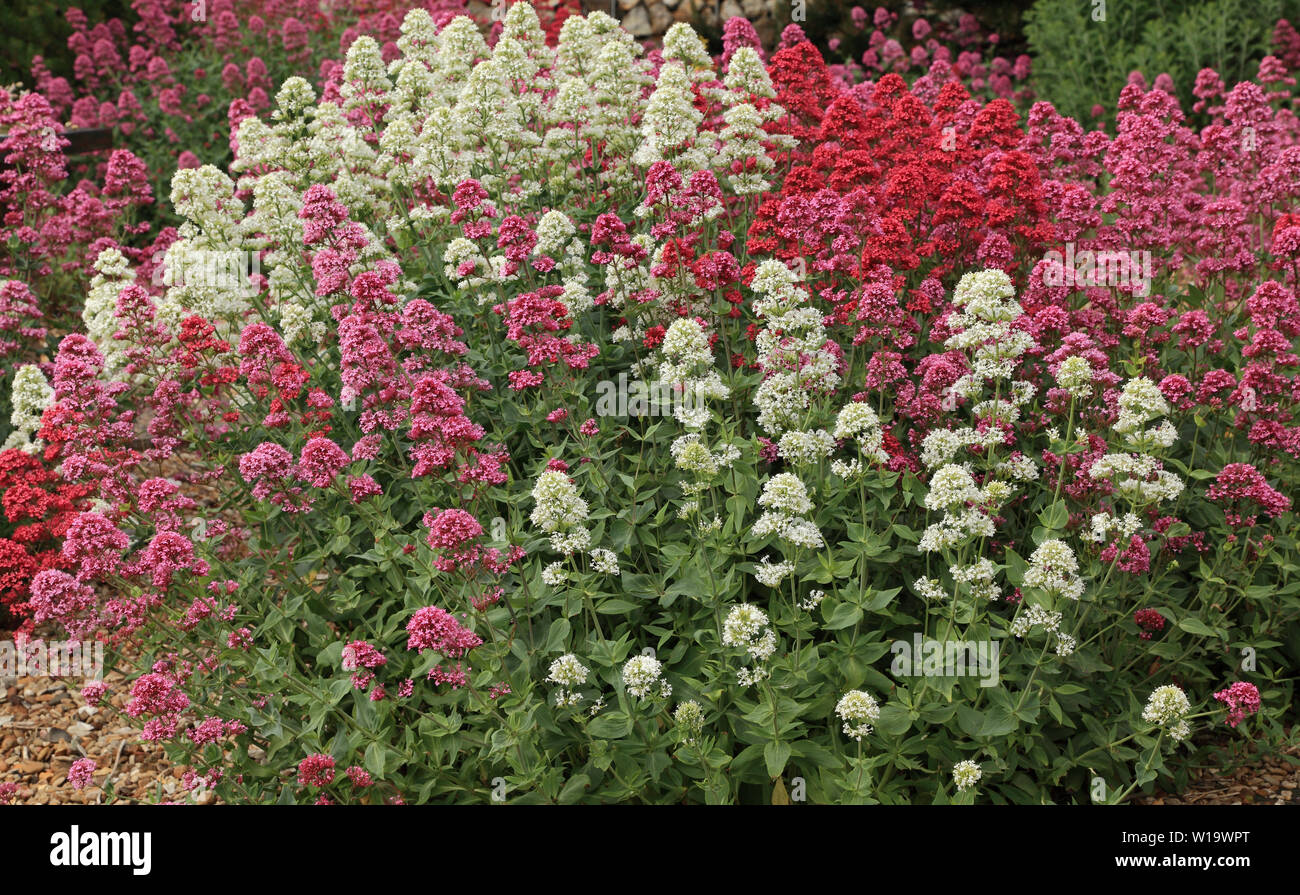 Centranthus ruber, Valériane rouge, jardin de gravier sec Banque D'Images