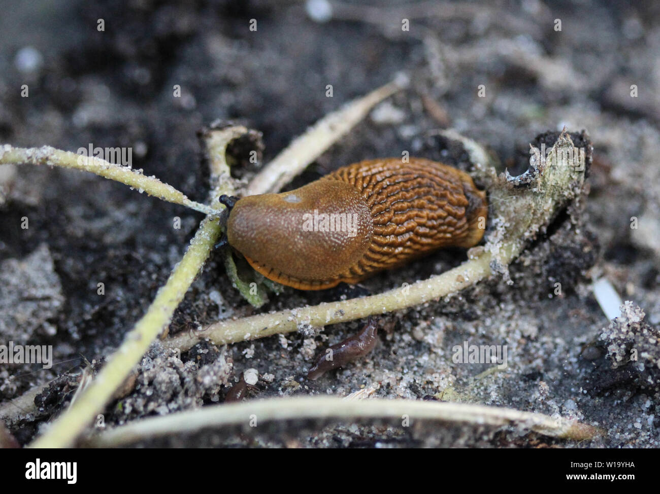 Close up espagnol slug (Arion vulgaris) dans le jardin Banque D'Images