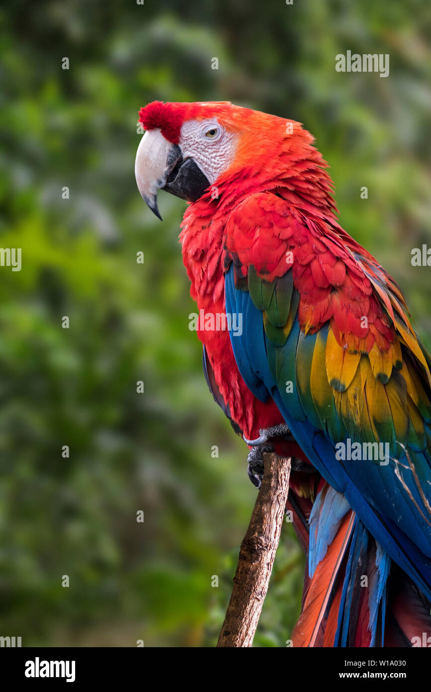 Ara rouge (Ara macao) indigène à la forêt tropicale d'Amérique centrale et du Sud Banque D'Images