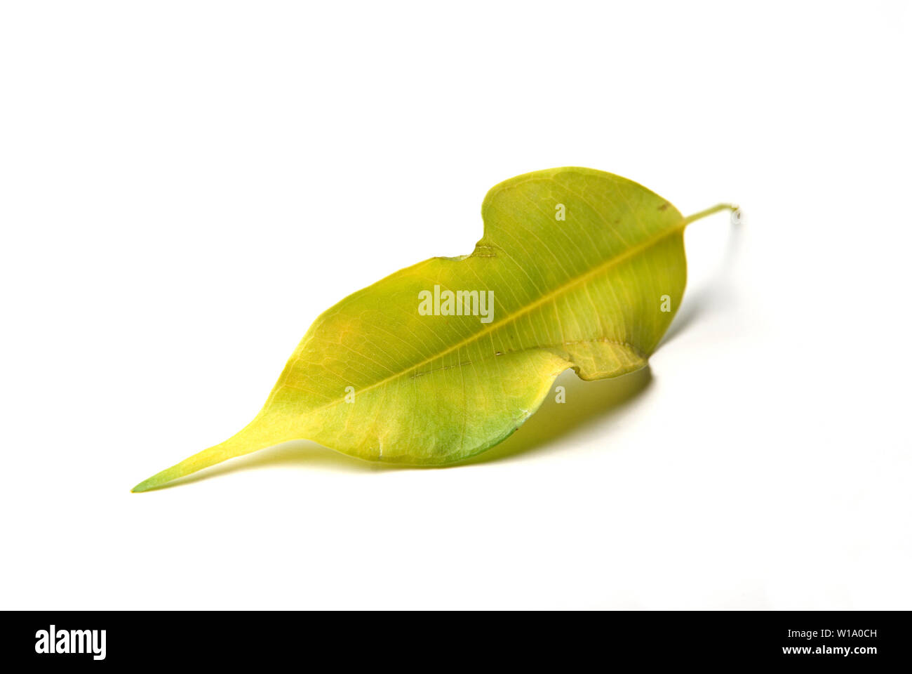 Close-up d'une feuille d'automne jaune vert sur fond blanc Banque D'Images