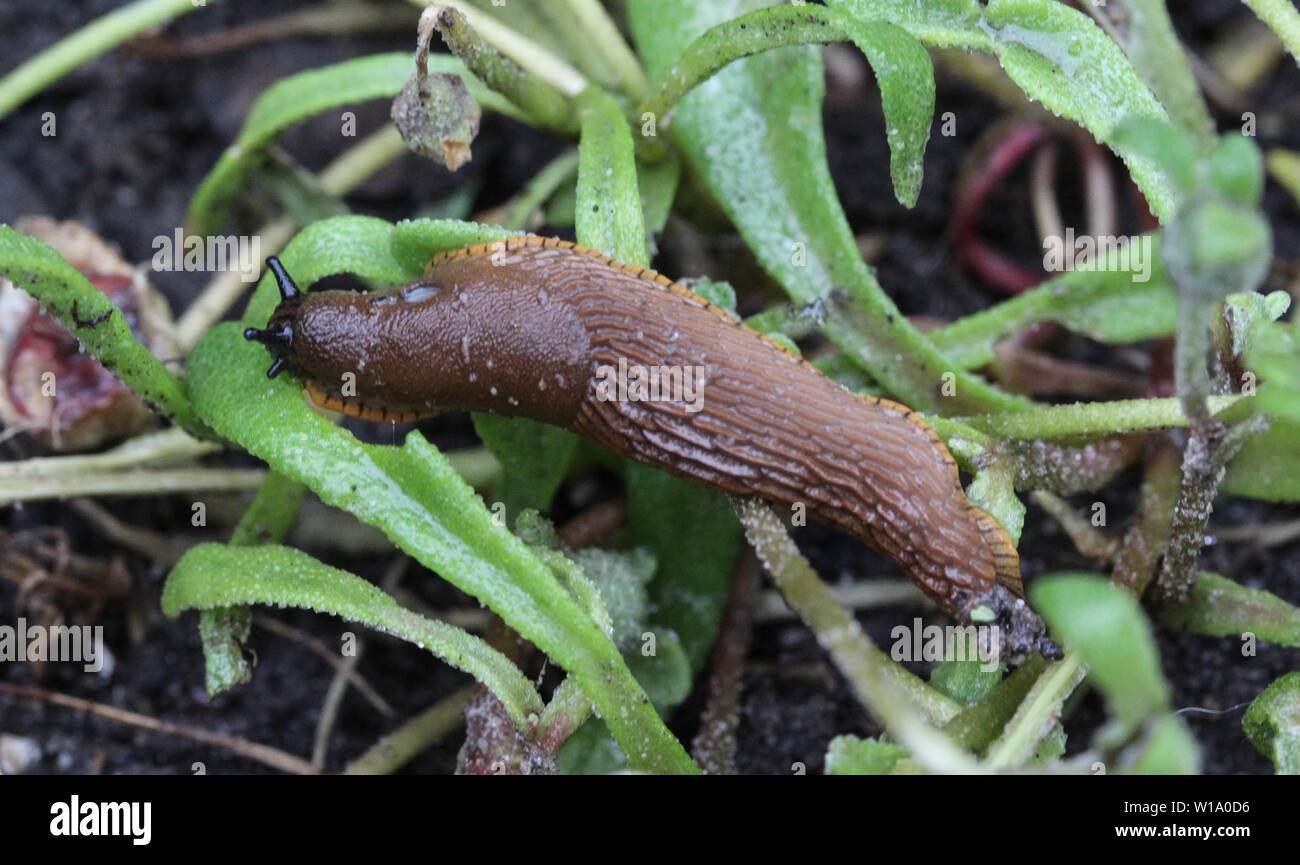 Close up espagnol slug (Arion vulgaris) dans le jardin Banque D'Images
