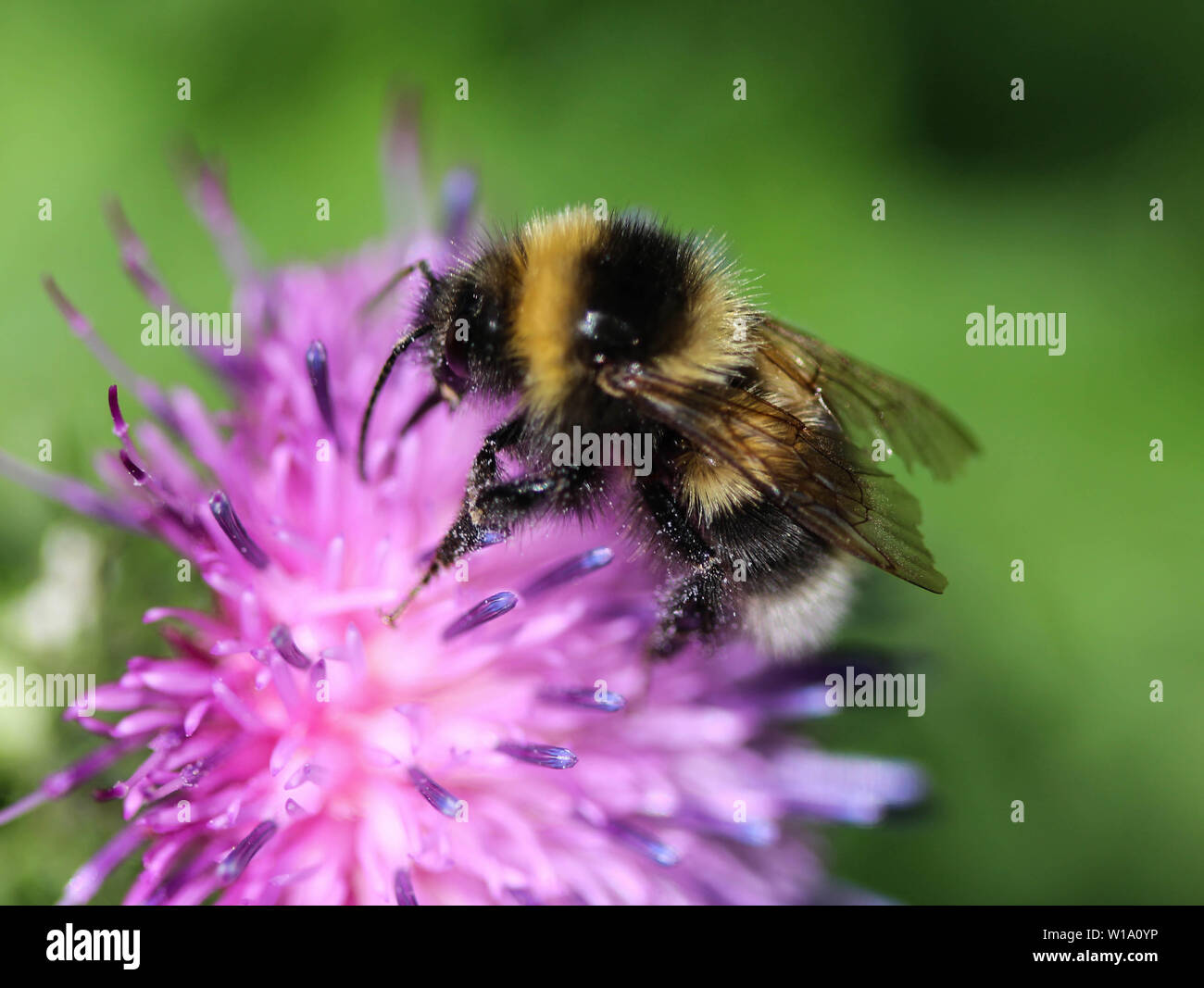 De près de l'humble heath2170 ou d'un petit bourdon Bombus jonellus, Heath Banque D'Images