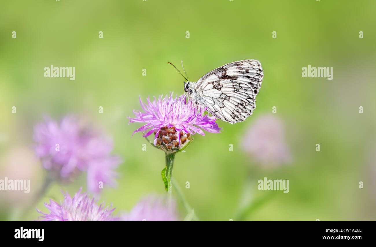 Papillon blanc marbré (Melanargia galathea) mâle côté ventral, sur une floraison violette Centaurea jacea (centaurée jacée) dans un pré, Allemagne Rhénanie Banque D'Images