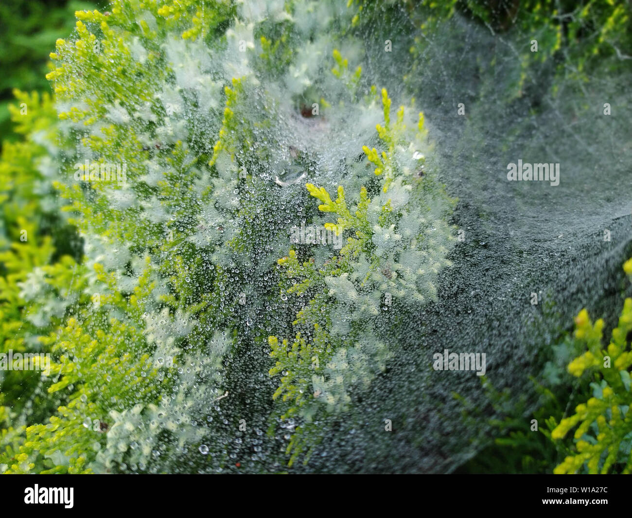 Des gouttelettes de pluie sur la toile d'araignée Banque D'Images