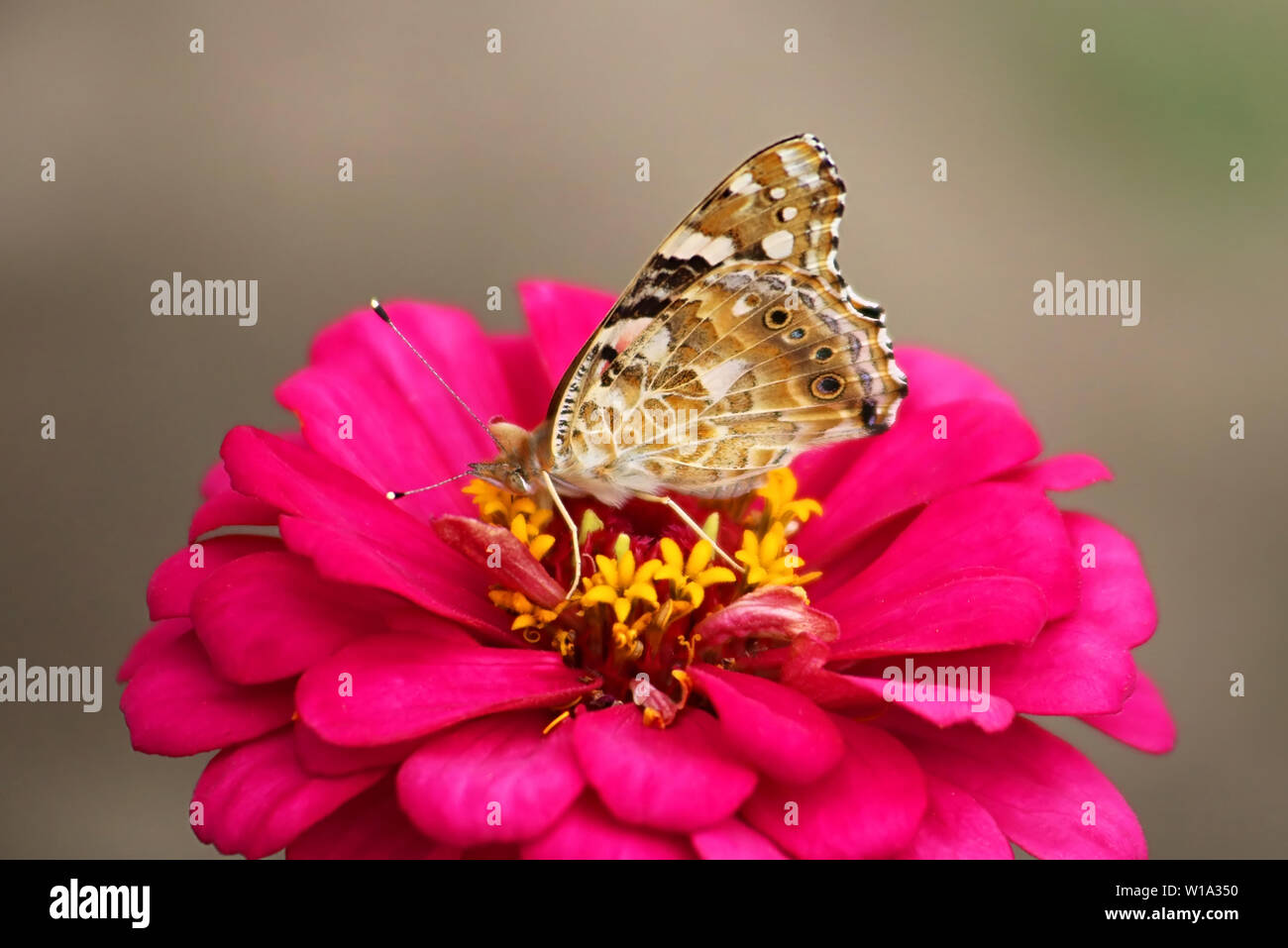 Papillon sur une fleur gerbera daisy dans le jardin Banque D'Images