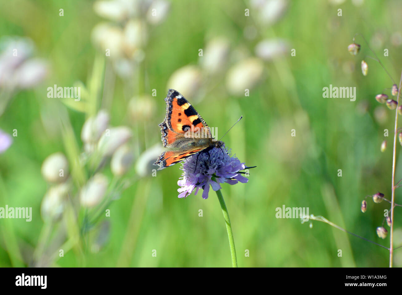 Petite écaille, Aglais urticae, Kleiner Fuchs Banque D'Images