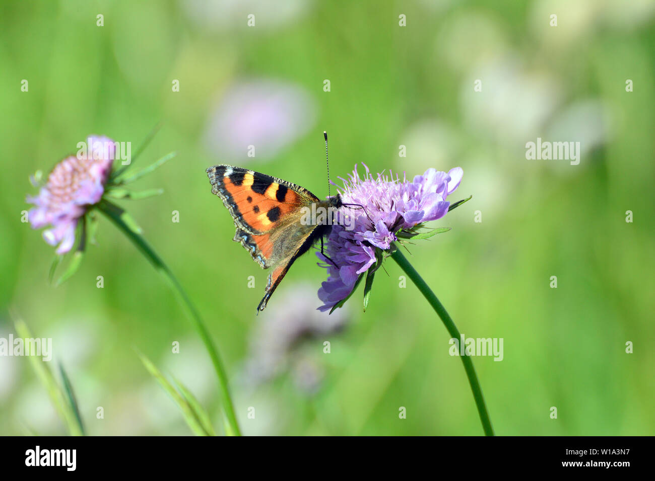 Petite écaille, Aglais urticae, Kleiner Fuchs Banque D'Images