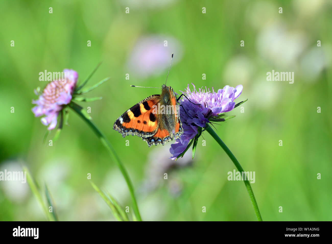 Petite écaille, Aglais urticae, Kleiner Fuchs Banque D'Images