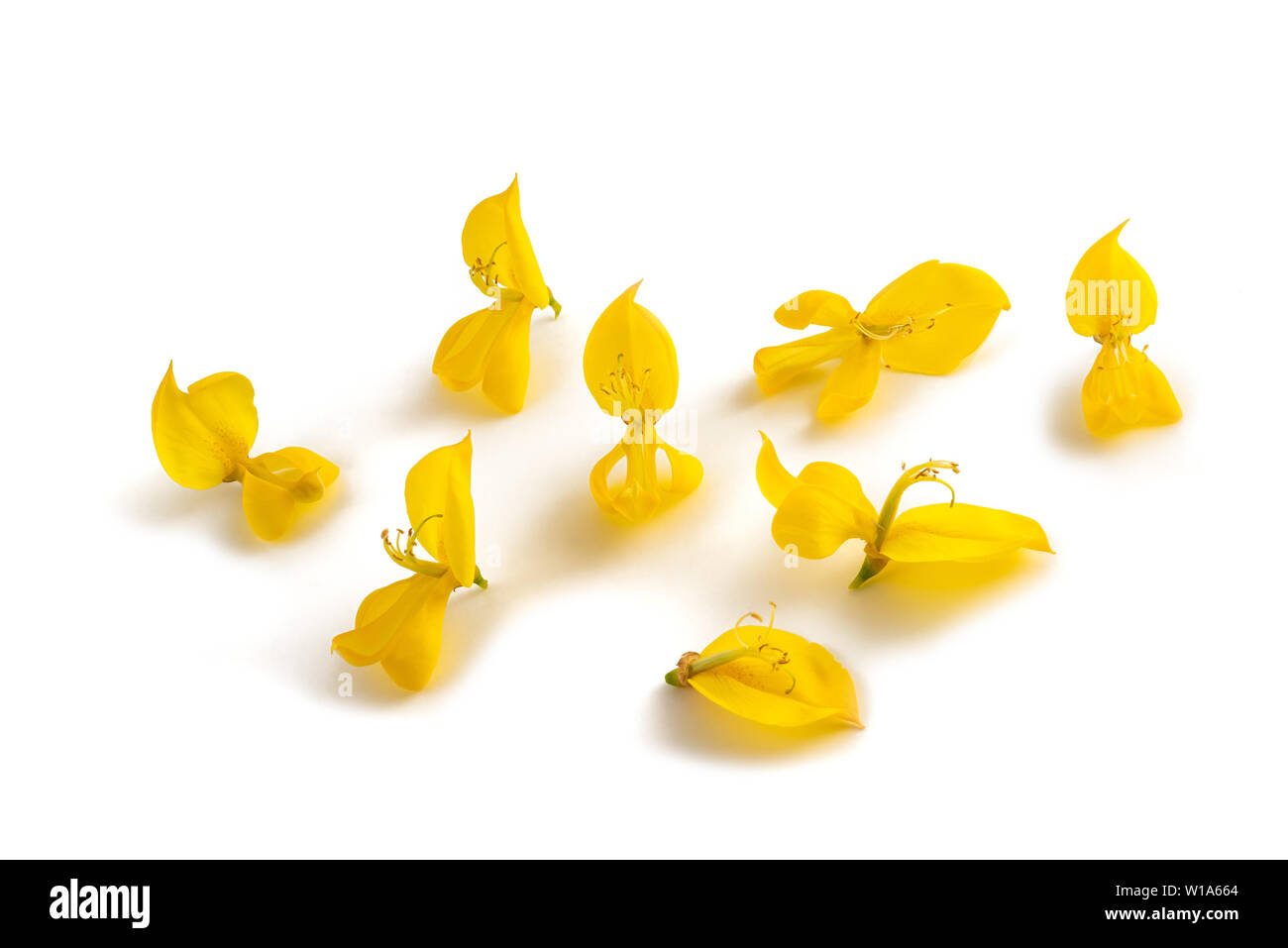 Fleurs genêt isolé sur fond blanc Banque D'Images