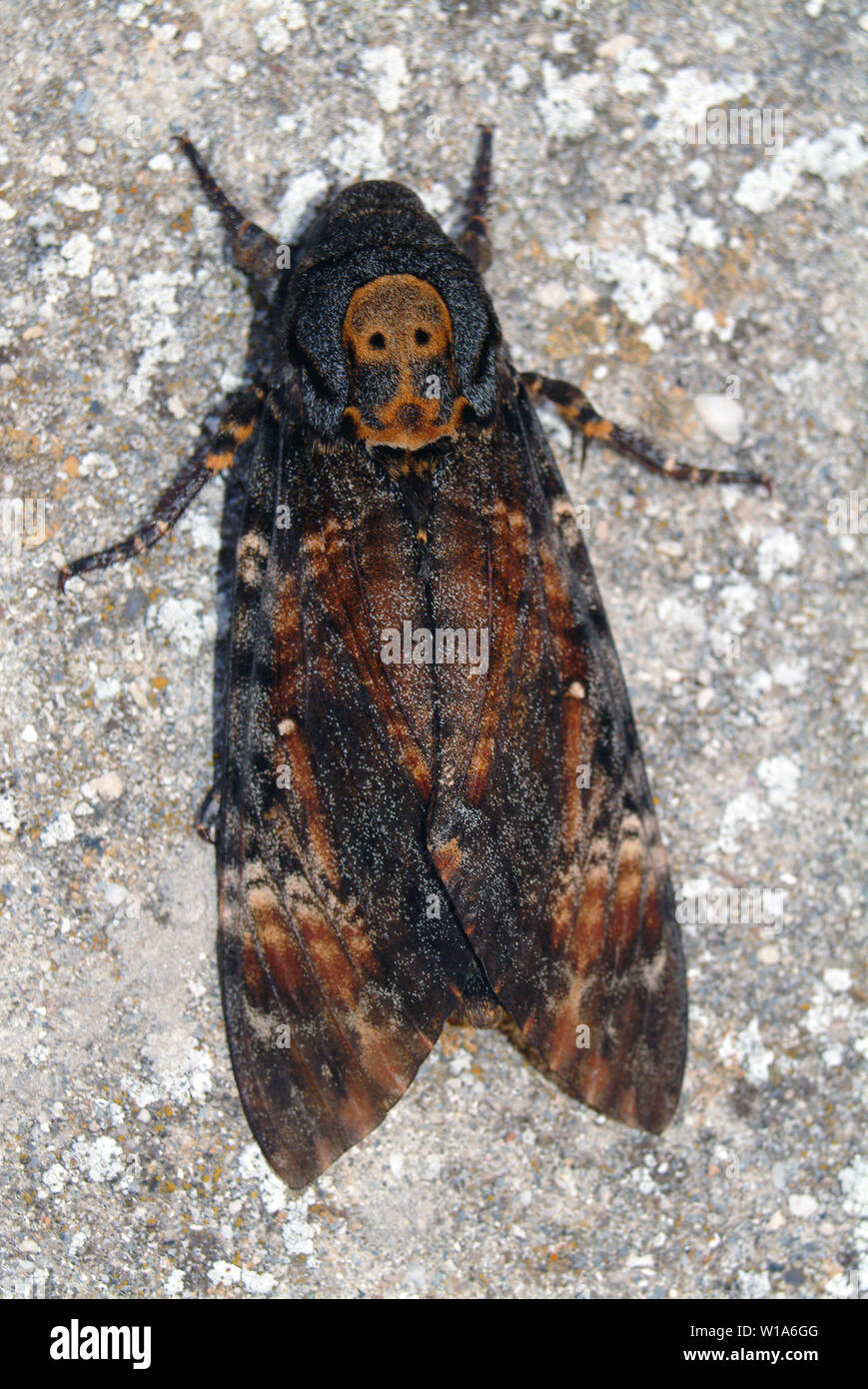 Acherontia atropos, Totenkopfschwärmer, halálfejes lepke, Croatie, Europe Banque D'Images