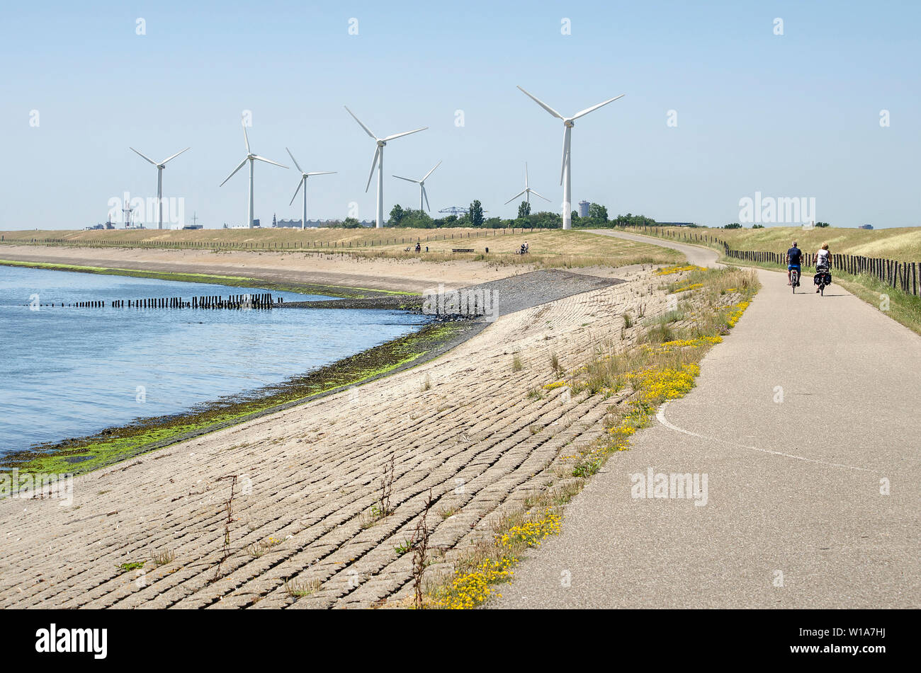 Vlissingen, Pays-Bas, le 29 juin 2019 : piste cyclable le long de la côte de l'estuaire de l'Escaut occidental avec un groupe d'éoliennes dans l'arrière-plan Banque D'Images
