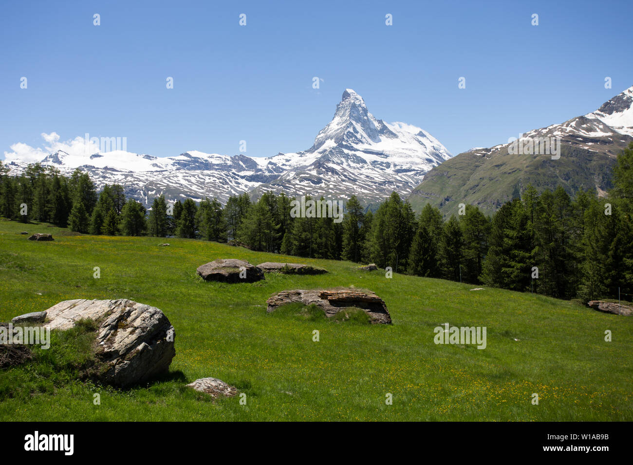 La montagne Matterhorn et prairies de fleurs alpines, Zermatt, Suisse Banque D'Images