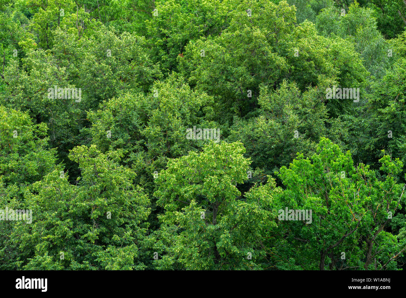 Haut de été vert tilleul feuillage solide motif de fond à la lumière du jour Banque D'Images