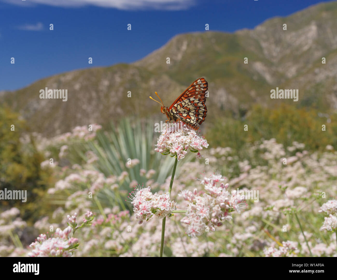 Image d'un damier de Variable (Euphydryas chalcedona) butterfly se nourrissant de fleurs de sarrasin en Californie. Banque D'Images