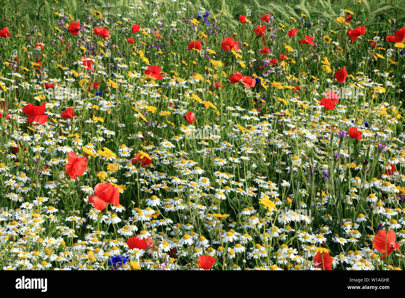Jardin de fleurs sauvages, fleurs sauvages, coquelicot, bleuet, daisy 3 Banque D'Images