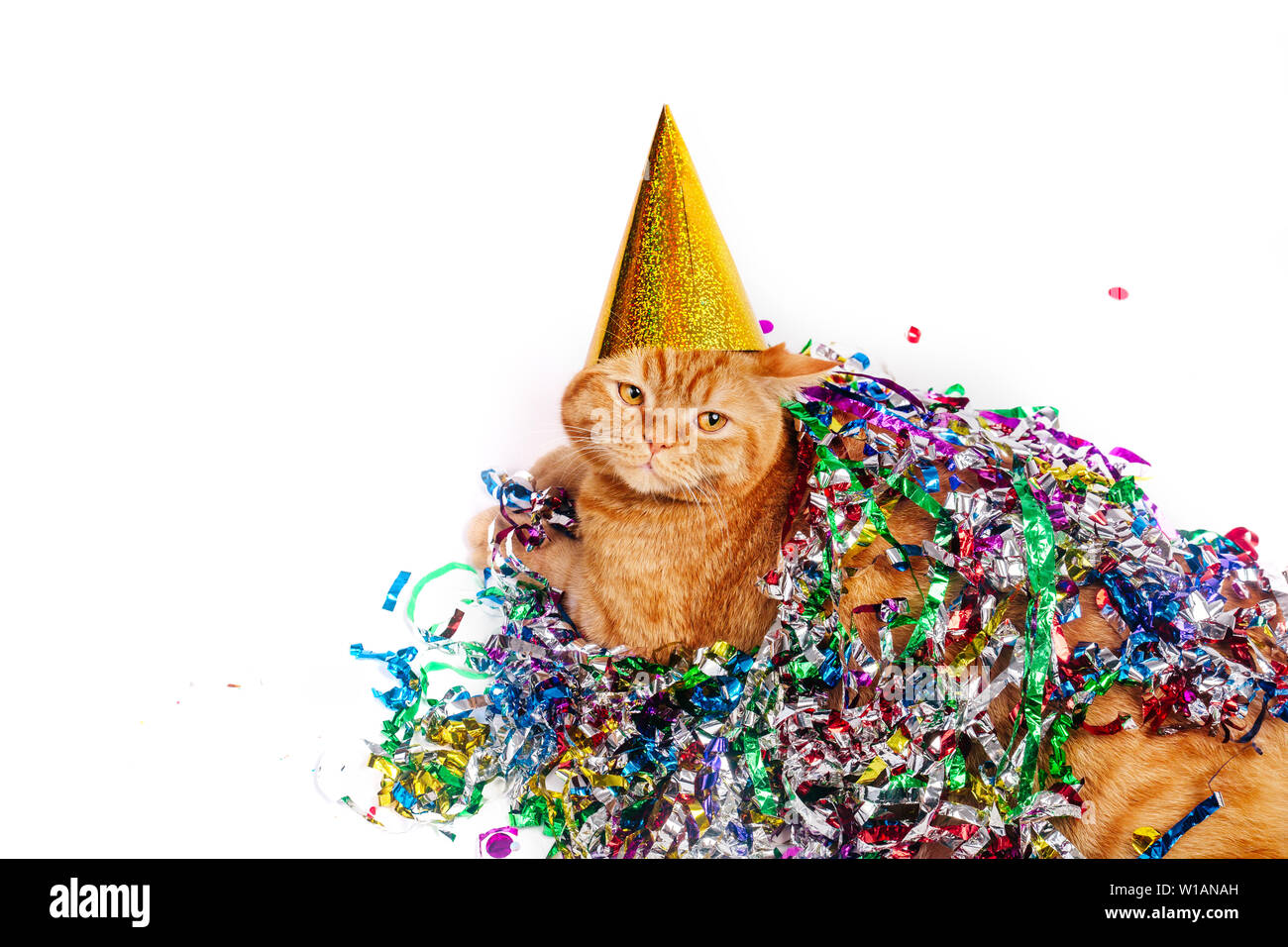 Cat In Birthday Hat Banque D Image Et Photos Alamy Cat In Birthday Hat Banque D Image Et Photos Alamy