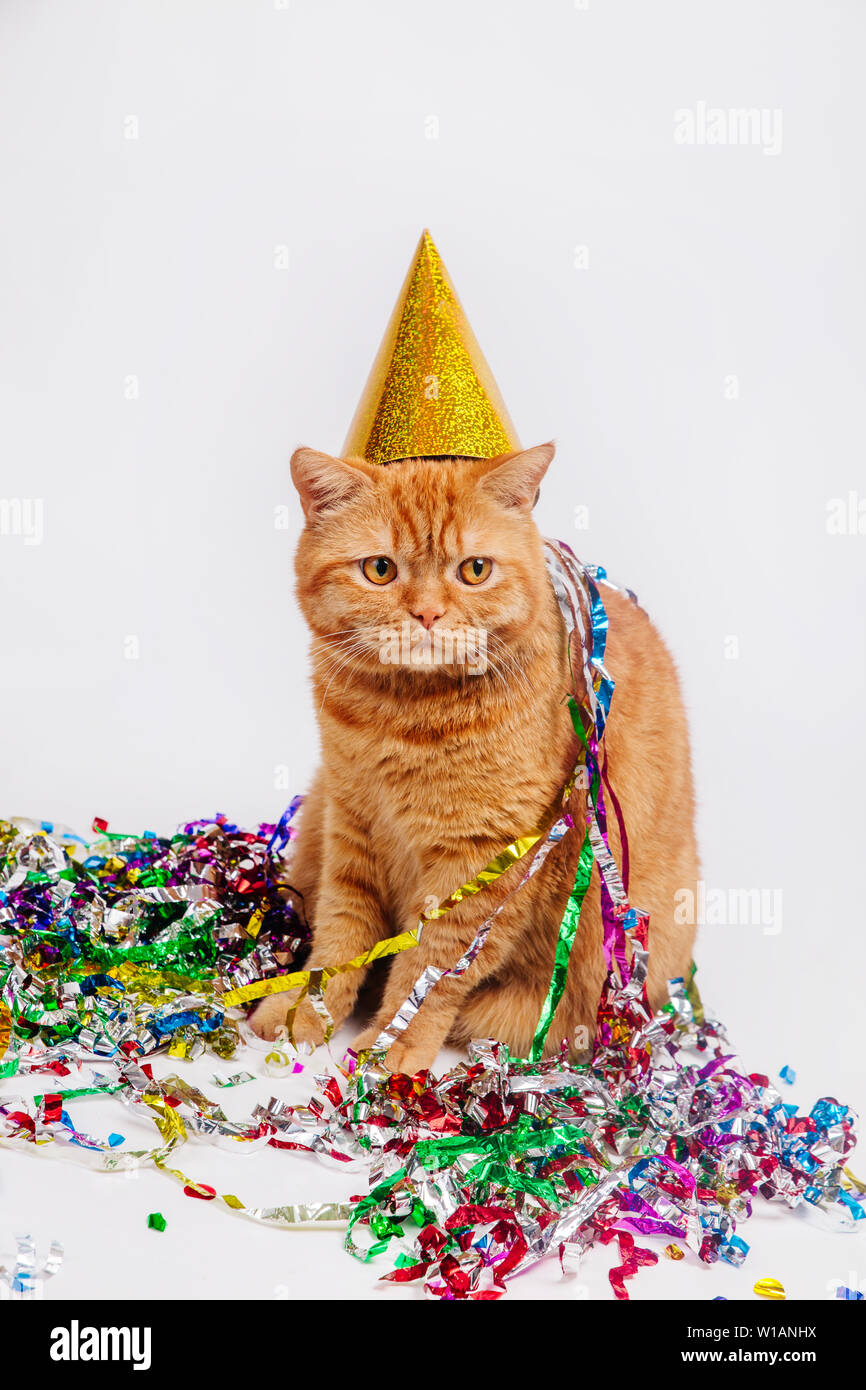 La Rouge Chat Dans Un Chapeau D Anniversaire Et Les Confettis Sur Fond Studio Blanc Photo Stock Alamy