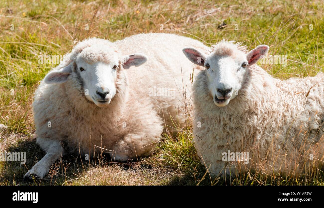 Deux moutons dans les prés, péninsule d'Otago, Dunedin, Nouvelle-Zélande Banque D'Images