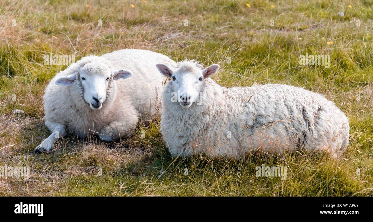 Deux moutons dans les prés, péninsule d'Otago, Dunedin, Nouvelle-Zélande Banque D'Images