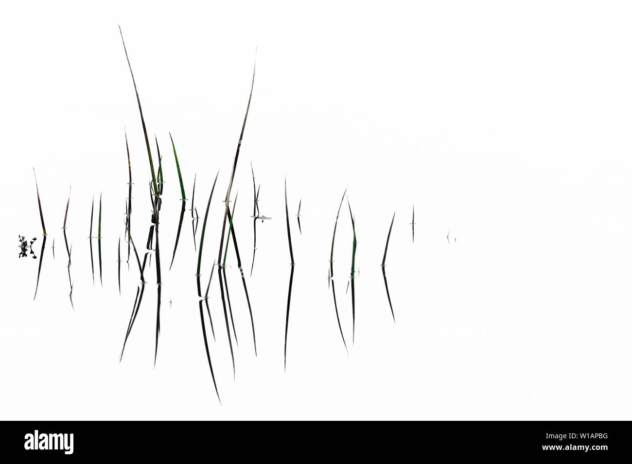 Brins d'herbe avec la réflexion sur la surface de l'eau, abstract, Ambleside, Lake District National Park, le Centre de l'Angleterre, Grande-Bretagne Banque D'Images