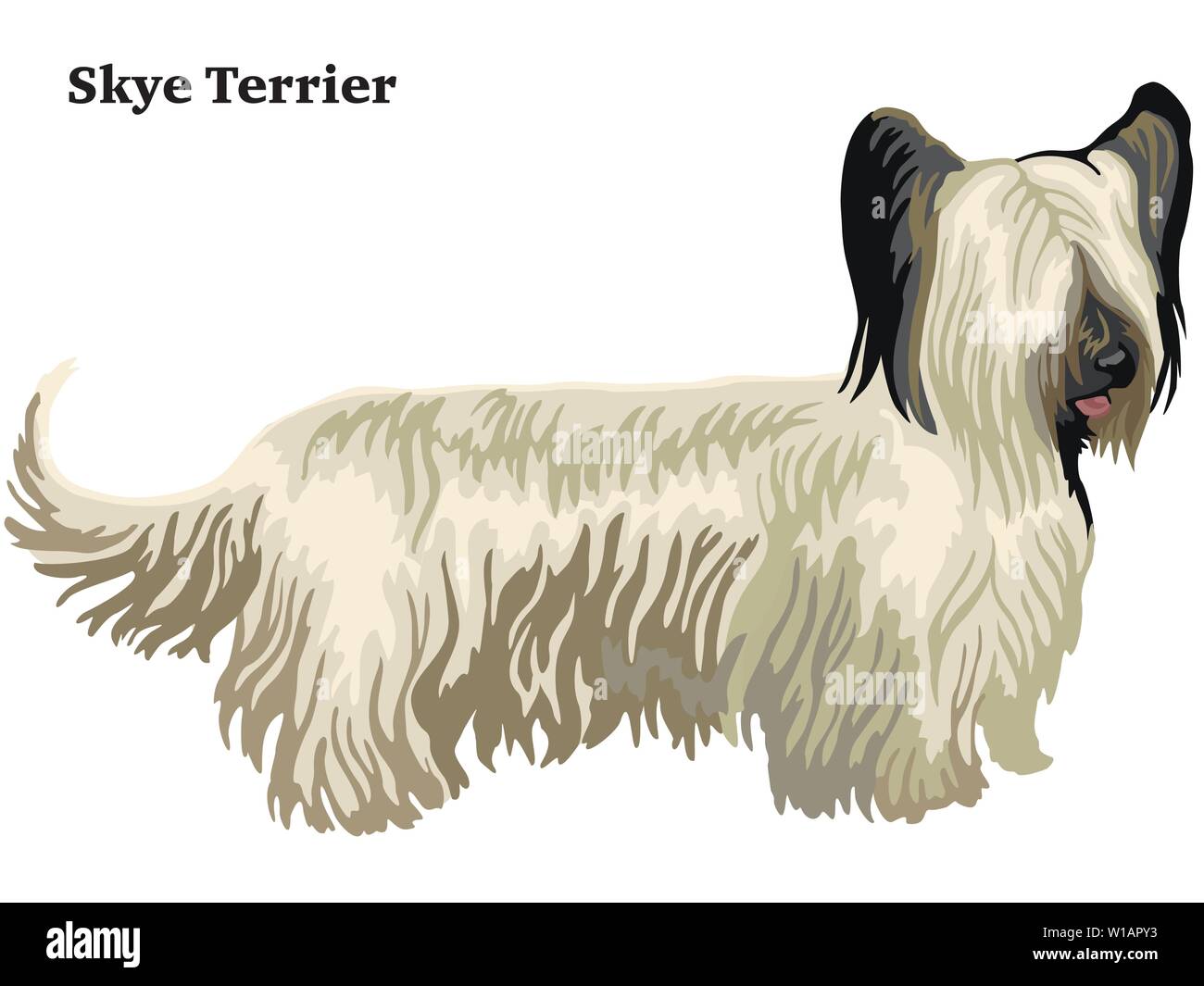 Portrait décoratives colorées de l'article profil de Skye Terrier, vector illustration isolé sur fond blanc Illustration de Vecteur