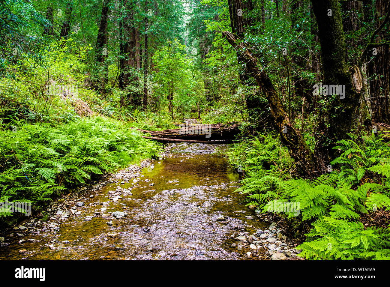 Muir Woods, National Park, Californie, Etats-Unis Banque D'Images