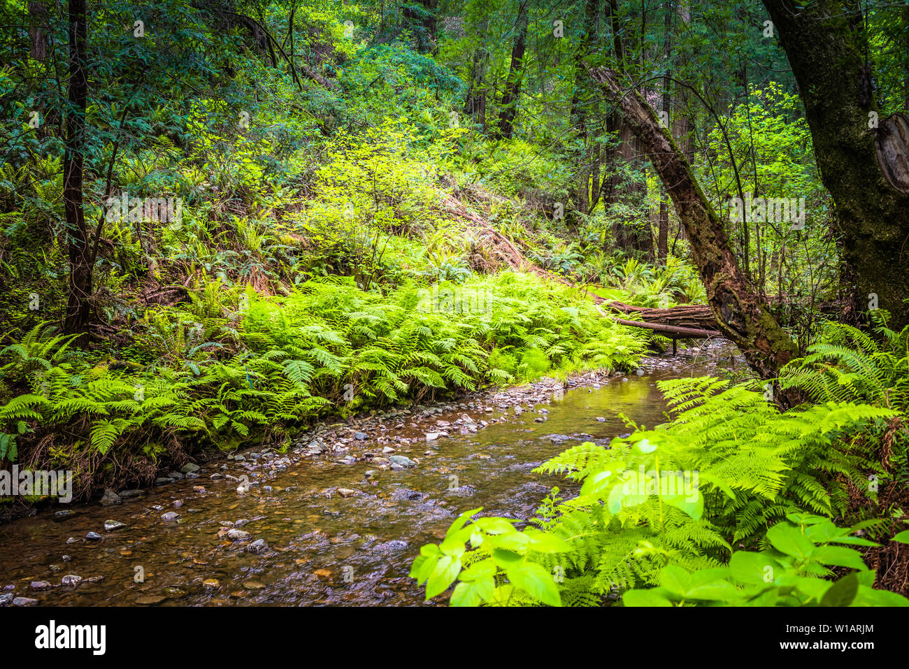 Muir Woods, National Park, Californie, Etats-Unis Banque D'Images