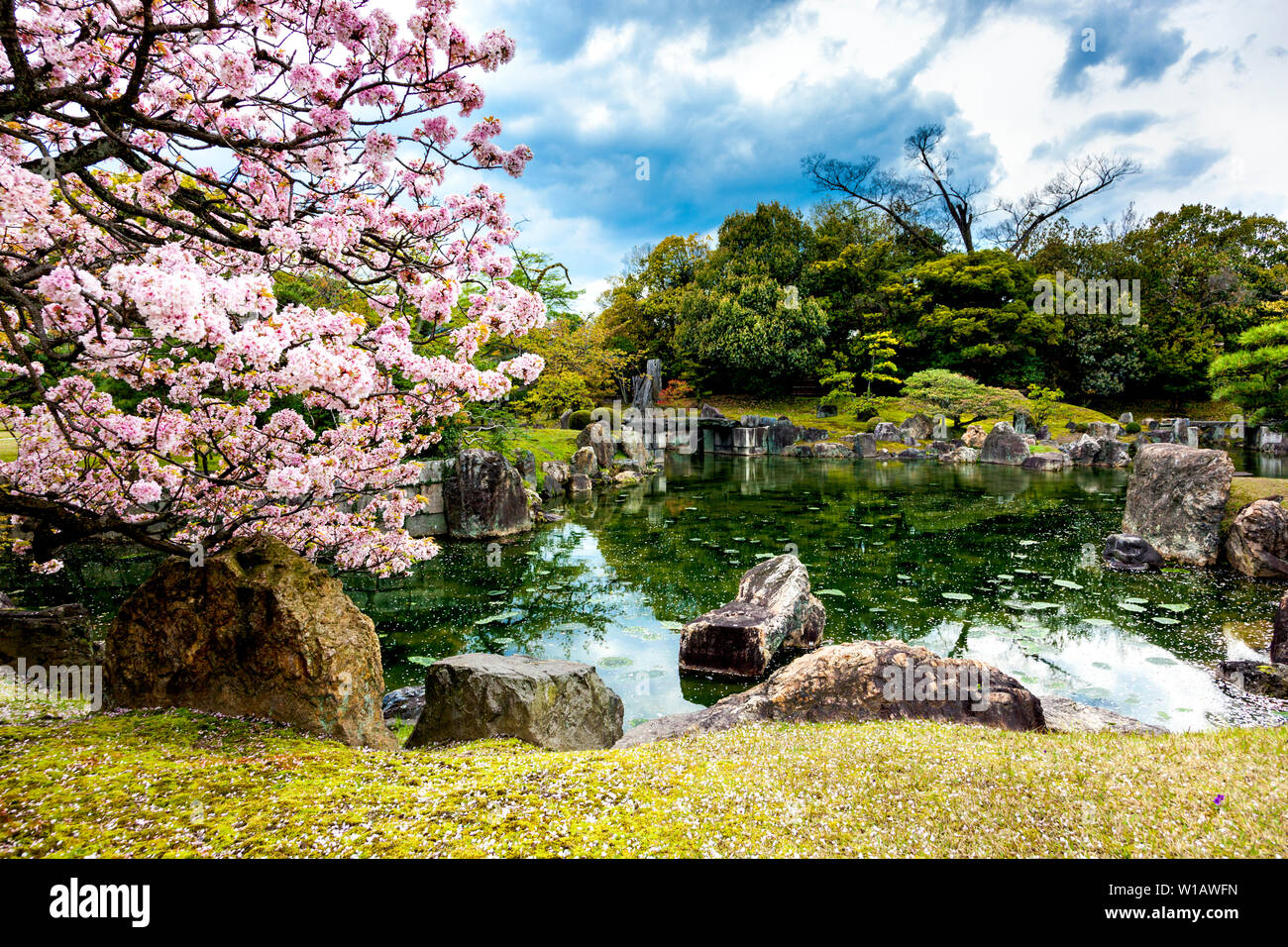 Ninomaru étang et jardin et jardins avec cerisiers en regard de l'intérieur du Palais Ninomaru du château de Nijo complexe, Kyoto, Japon Banque D'Images