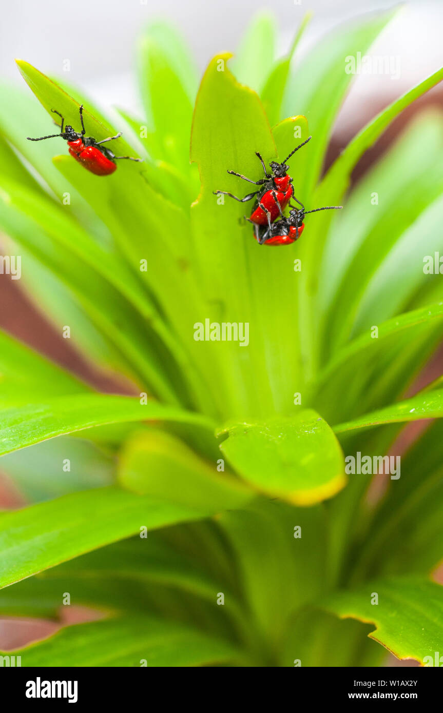 Les Coléoptères lis Lilioceris lilii vu sur une lily leaf et les dommages causés à la feuille d'un membre de la famille des Chrysomelidae bettle Red lily beetle Banque D'Images