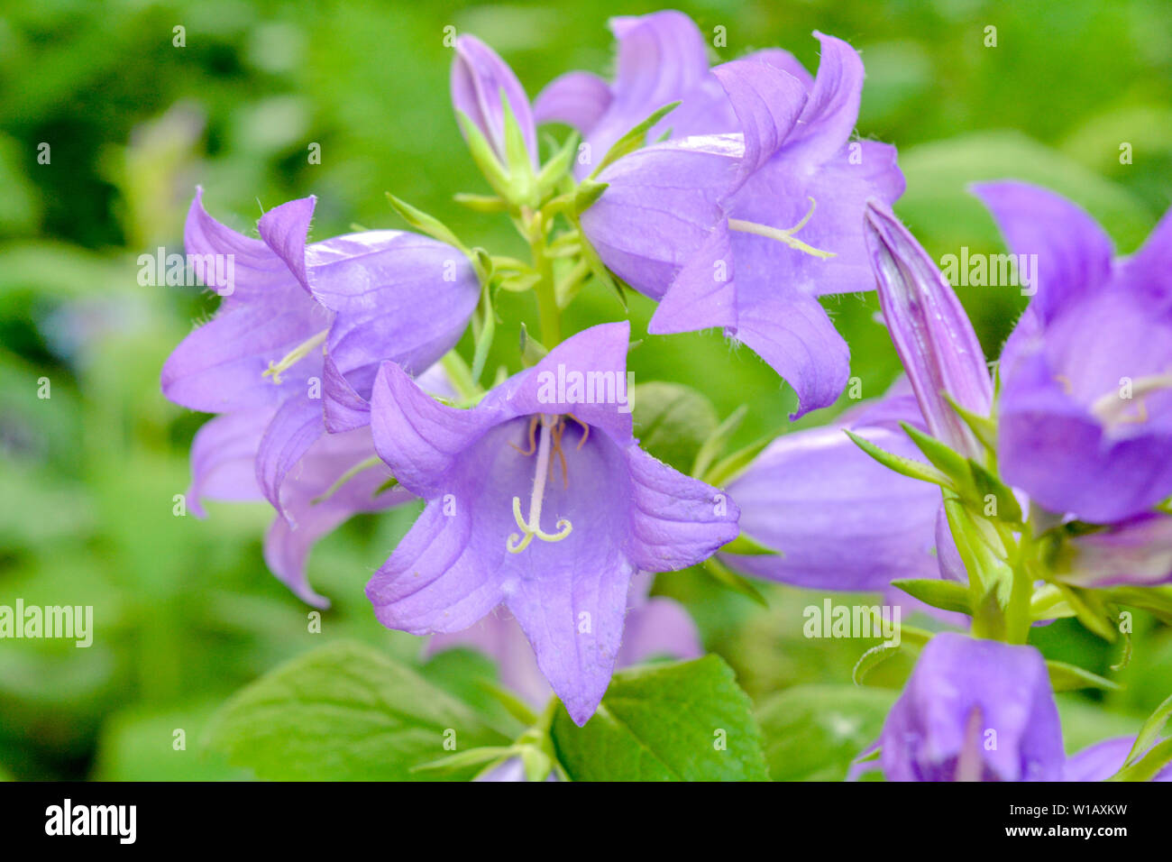 Cultivar pourpre floraison milky bellflower Campanula Lactiflora Prichard's aka variété dans le jardin d'été Banque D'Images