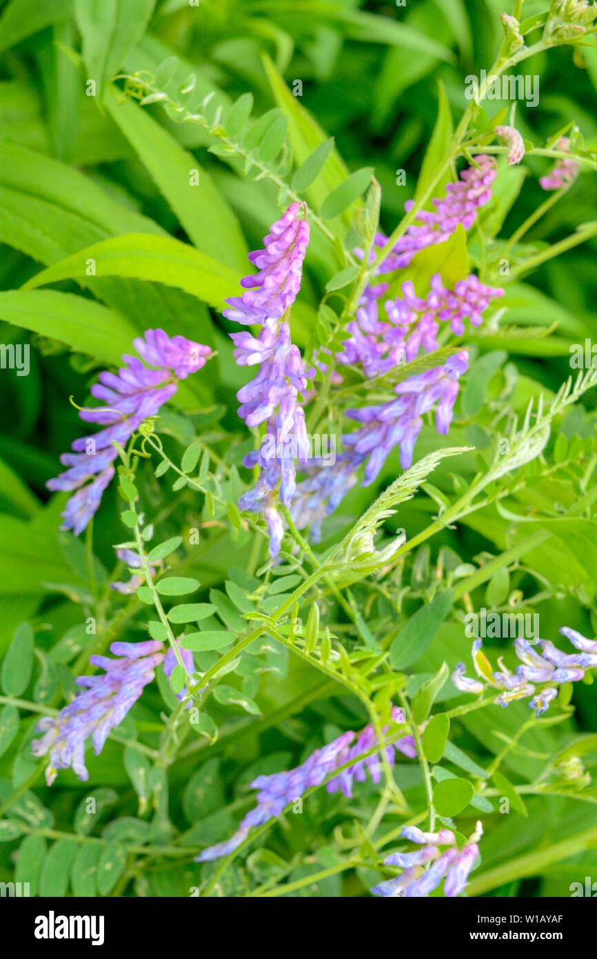 Blooming Vicia cracca vesce jargeau, également, de la vache ou de la vesce vesce boréale en macro-vision. Spring meadow fleurs violettes de fourrage ou laineux - Vesce Vicia vill Banque D'Images