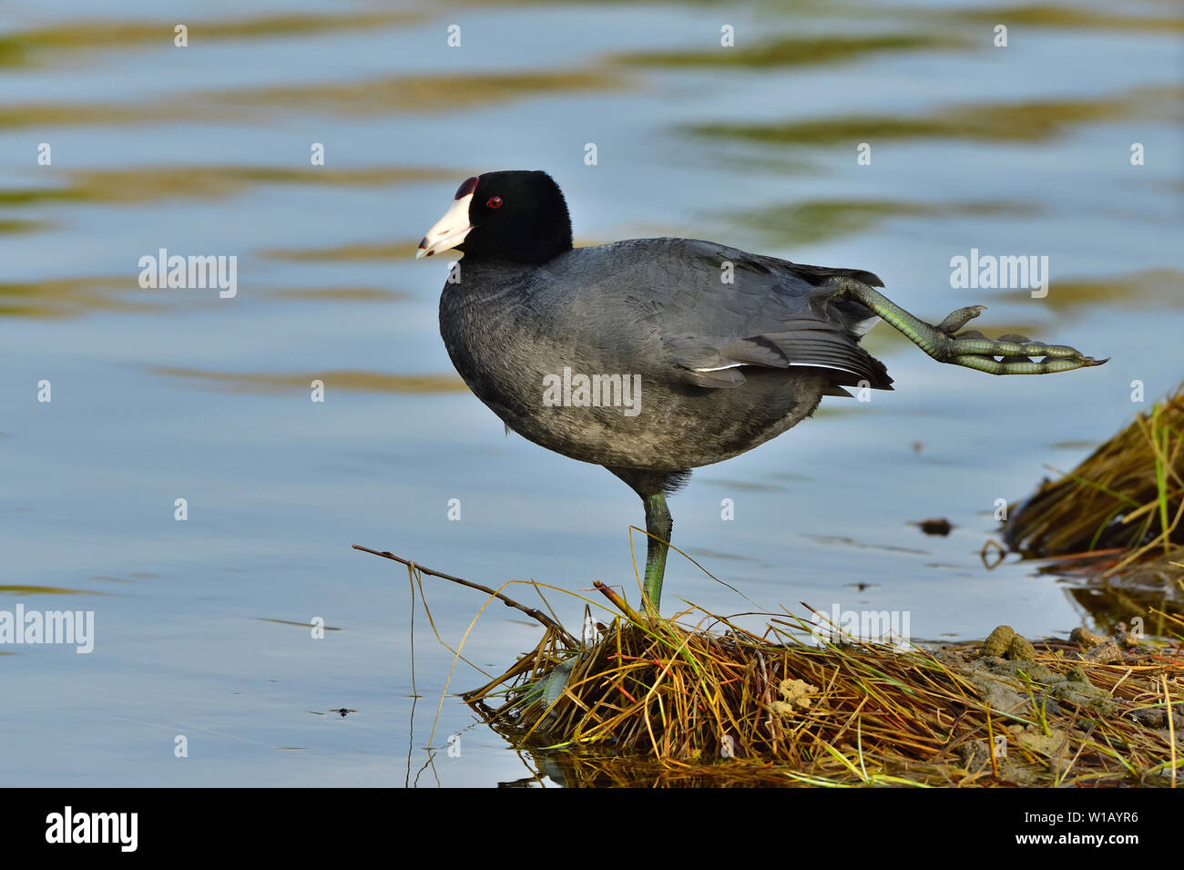 Une vue latérale d'un canard sauvage coot Fulica americana '', en tendant un pied sur le rivage de lac Maxwell près de Hinton, Alberta, Canada. Banque D'Images