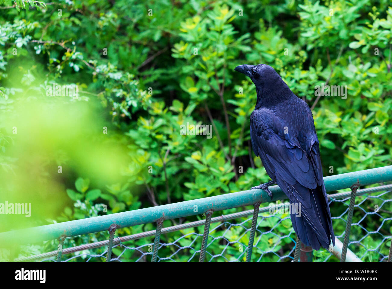 Noir corbeau oiseau sur fond vert. Des plumes noires. Corbeau noir dans la nature sauvage Banque D'Images